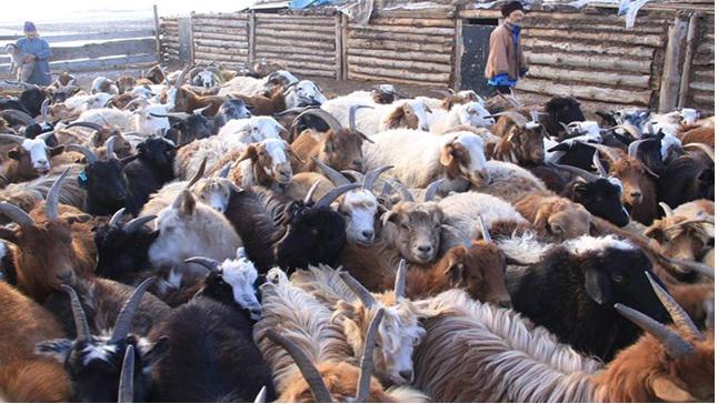 23.7 MILLION LIVESTOCK BREED OFFSPRING IN FIRST HALF OF 2020