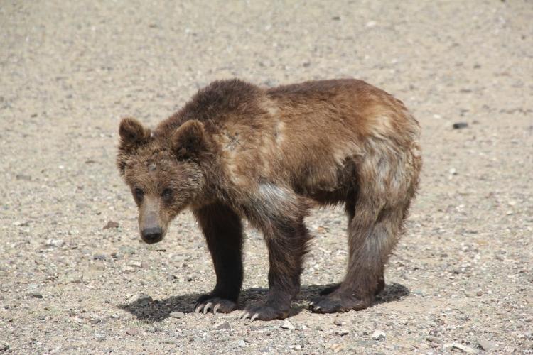 MONGOLIAN AND CHINESE RESEARCHERS COLLABORATE TO ESTABLISH AN INFORMATION SYSTEM FOR MAZAALAI HABITAT